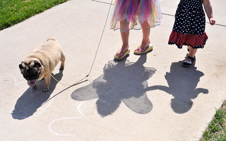 80th Annual Pet & doll Parade, shadows, walking with a pug dog.
