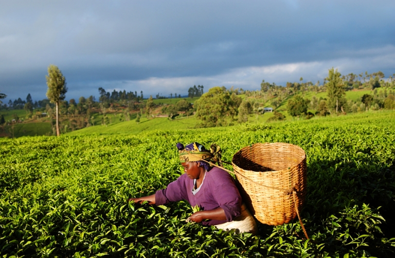 A woman picks tea leaves in Embu, Kenya as the sun comes up by travel photographer Kira Horvath.