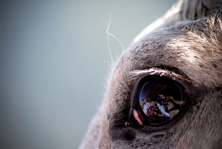 Close up photo of a horse's eye in Todos Santos Guatemala during the Horse Races.