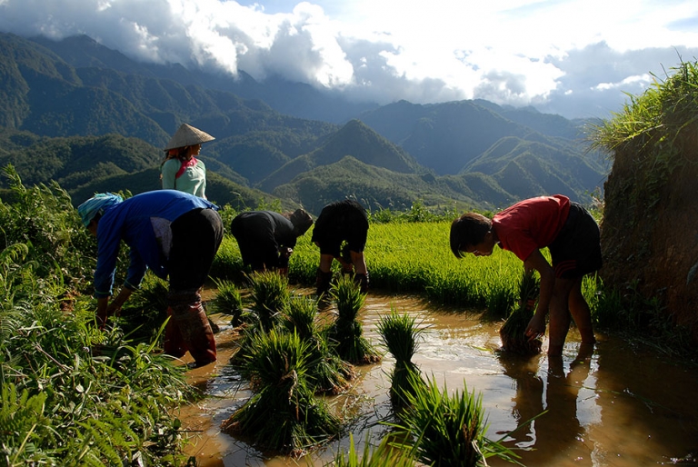 Women tending to the rice paddies in Sapa Vietnam.