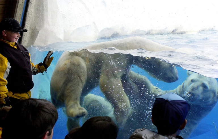 Detroit Zoo Polar Bear exhibit by travel photographer Kira Horvath.